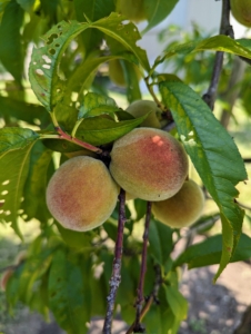 Last week, the peaches were just starting to turn pink. They're still hard, but they all look so wonderful this season.