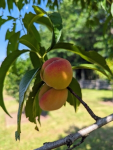 Underripe peaches will still have a slight green undertone, but we've had a lot of heat in the last week or so, which helps to mature the fruits. Additionally, those peaches higher in the tree, which are exposed to more sunlight, will also ripen sooner.