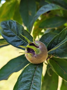 The fruit is about one to two inches in diameter, and ranges in color from rosy rust to dusty brown. Medlars are native to Southwestern Asia and Southeastern Europe. The fruits have to be eaten when almost rotten in a process called “bletting”. And, because of this, they either have to be eaten right off the tree or picked early and put aside for a few weeks to blet. The medlar is very pulpy and very sweet. Its taste is similar to an overripe date with a flavor similar to toffee apples or apple butter.
