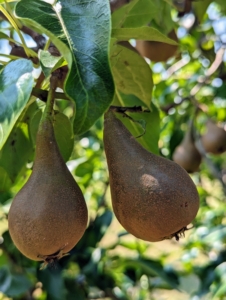 Some of the other pears in the orchard are Bartlett, Columbia, D’Amalis, Ginnybrook, McLaughlin, Nova, Patten, Seckel, Stacyville, and Washington State.