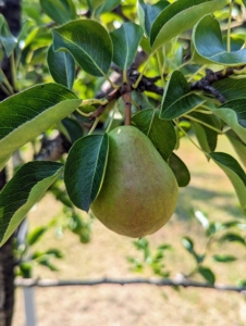 It's hard to resist picking any of the pears, but summer pears won't be mature until mid-August to late-September. And the season lasts about six weeks.