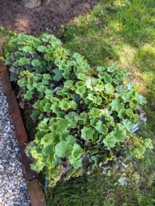 And here is a collection of Lady's Mantle. Lady’s mantle, Alchemilla mollis, is an herbaceous perennial. The plant is fairly low-maintenance, blends well with other spring bloomers, and does well as a ground cover. It will be planted close to the footpath.