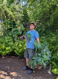 Whenever we get new specimens, Ryan positions the plants first before any holes are dug. When choosing locations for plants, always take into consideration the height and spread of the plant when it is mature, and give it ample room to grow in the garden bed.