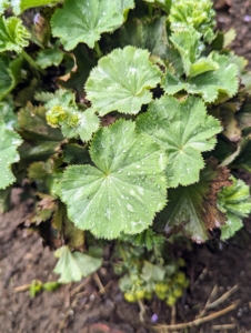Lady's Mantle is a grayish green large circular, scallop-edged leaves. In late spring and early summer, the plant produces small delicate chartreuse blooms.