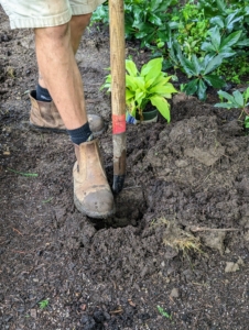 Brian starts by digging the hole at least twice the size of the plant's root ball.