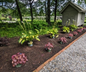 This area in front of my Basket House will look so beautiful with hostas and heucheras.