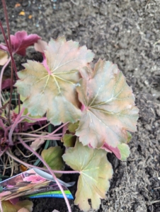 Monrovia's 'Sirens Song™ Orange Delight' Heuchera has lively peach and orange tones on large leaves. The plant grows into a full mound that is exceptionally heat tolerant. Dainty flowers appear on spikes above the foliage in spring.