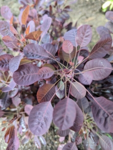 This garden already has several smoke bushes, so we added a few more. This is Cotinus coggygria 'Lilla' - a compact, upright, bushy, deciduous shrub with oval, maroon leaves turning red and orange in autumn, and feathery panicles of pink flowers in summer.