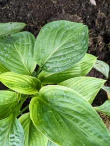 And this is a 'T-Rex' hosta. Right now, the leaves are young and small, but they will grow to gigantic green leaves measuring 18-inches long and 14-inches wide with a matte finish and a slightly wavy texture.