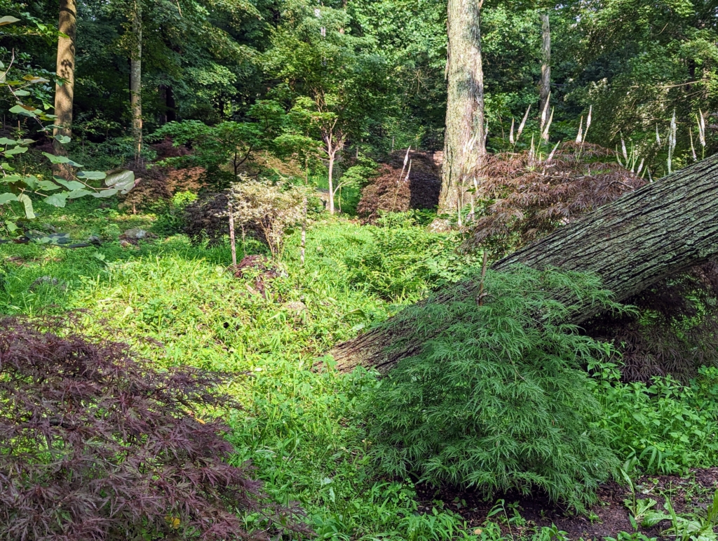 Cleaning Up a Fallen Tree The Martha Stewart Blog