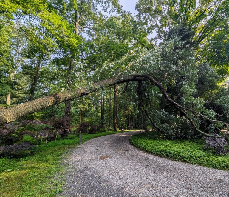 Cleaning Up a Fallen Tree The Martha Stewart Blog