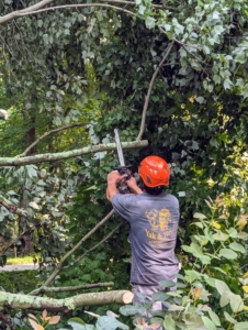 The first step was to cut off the smaller branches. Pasang is an excellent tree man. He works efficiently and safely to remove the branches with the chainsaw.