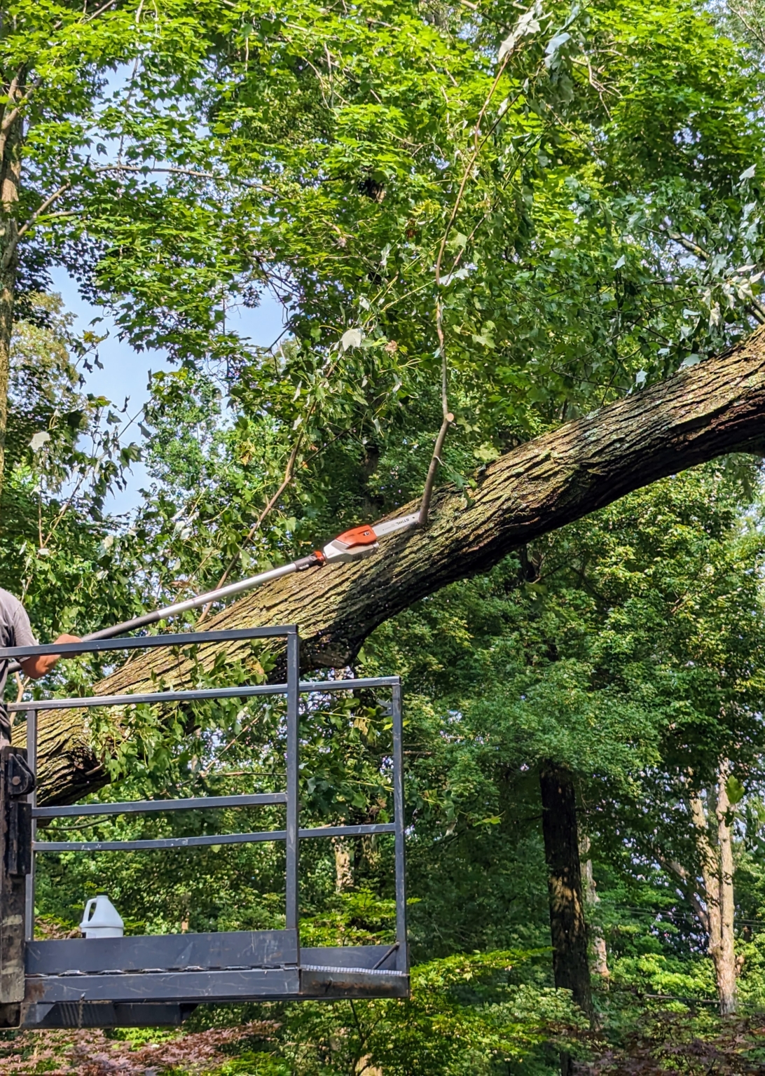 Cleaning Up a Fallen Tree The Martha Stewart Blog