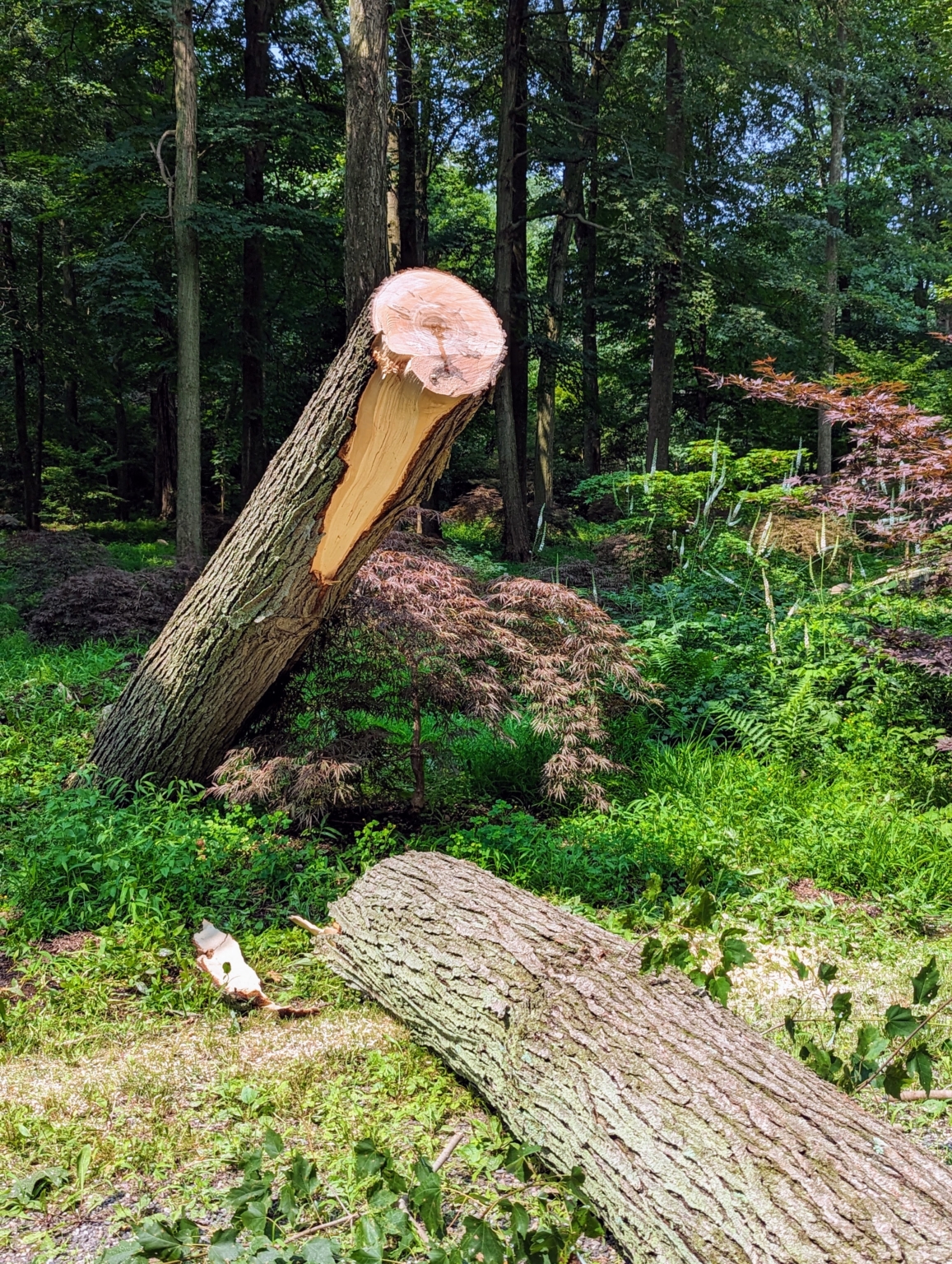 Cleaning Up a Fallen Tree The Martha Stewart Blog