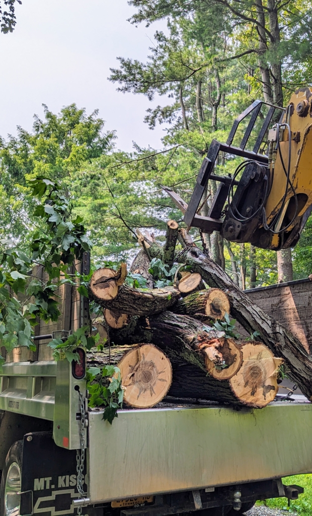 Cleaning Up a Fallen Tree The Martha Stewart Blog
