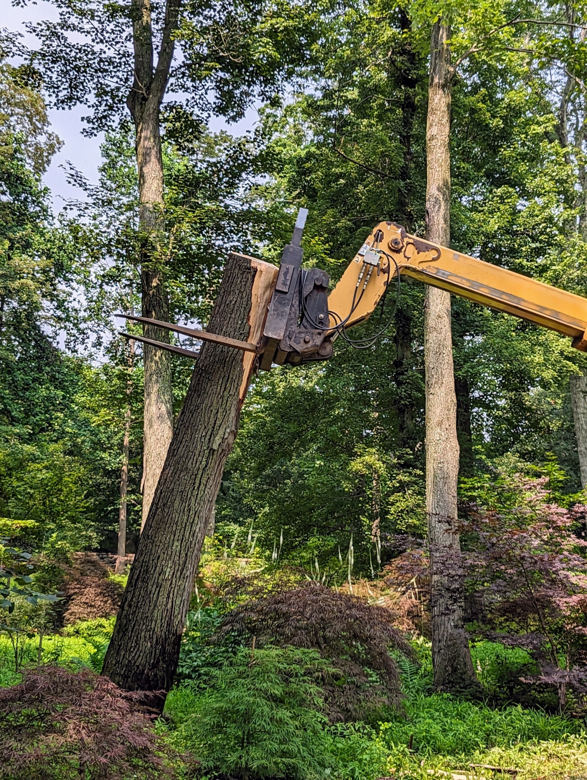 Cleaning Up a Fallen Tree The Martha Stewart Blog