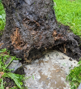 And this is what was uncovered. The tree was actually unwell - half of it was already dead and deteriorating leaving no roots whatsoever. Underneath was a rush of water nearly 24-hours after the deluge.