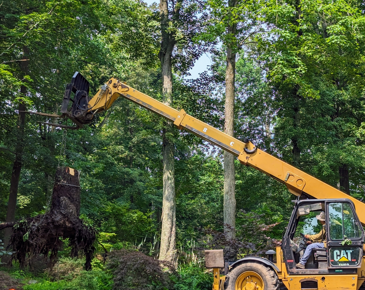 Cleaning Up a Fallen Tree The Martha Stewart Blog