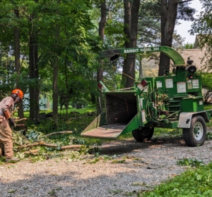 Phurba brings the branches down the carriage road to the chipper. I am fortunate to have all the necessary equipment here at my farm. It is important to clear the debris as it is being cut to prevent any injuries during the process. The chipper is directed to the woodland, so all the cut pieces are used as top dressing right away.