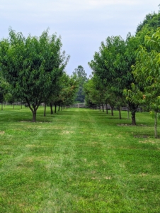 This orchard surrounds three sides of my pool. I wanted it filled with a variety of apple trees, plum trees, cherry trees, peach, pear, and quince trees. Many were bare-root cuttings when they arrived and now they’re beautiful mature specimens.