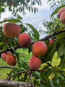 And this week - look how pink they are! If the peach is firm to the touch, it's not ready. It's ripe when there is some “give” as it is gently squeezed. These need a few more days. Color is another great indicator of maturity. Peaches are ripe when the ground color of the fruit changes from green to completely yellow.
