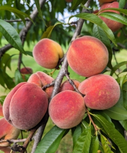 And then what a bounty we will have. Some of the peach varieties in this orchard include ‘Garnet Beauty’, ‘Lars Anderson’, ‘Polly’, ‘Red Haven’, and ‘Reliance’.