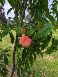 On this tree, we have nectarines. Both peaches and nectarines are tree ripened. The tastiest nectarines will have “sugar spots,” tiny pale speckles that indicate sweetness.