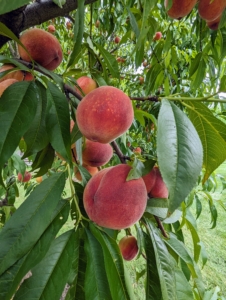 Peach trees thrive in an area where they can soak up the sunshine throughout the day. Growing peach trees are self-fruiting, which means the pollen from the same flower or variety can pollinate the tree and produce fruit, so you only have to plant one. I have more than 15-peach trees in this orchard.
