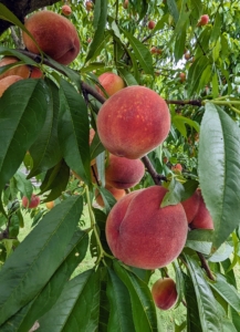 If the peach is firm to the touch, it’s not ready. It’s ripe when there is some “give” as it is gently squeezed. Color is another great indicator of maturity. Peaches are ripe when the ground color of the fruit changes from green to completely yellow.