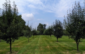 Fruit trees need a good amount of room to mature. When planting, be sure to space them at least 15-feet apart. I am very fortunate to have such an expansive paddock space to grow all these trees. In another section, I have quince, apricots as well as sweet and sour cherries.