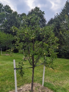 All the pear trees are filled with fruit. Some of our fruit trees are staked for added support.