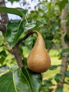 A medium pear is a good source of vitamin C, potassium, vitamin K, copper, magnesium, and B vitamins. And pears are an excellent source of fiber.