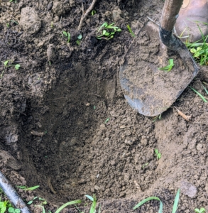 Once the replacement smoke bushes arrived, Brian took on the task to plant them. As with any tree, the hole must be at least twice the size of the plant’s root ball.