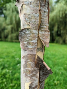 The bark is medium gray and smooth. When mature, the bark shows a distinctive camouflage pattern as patches of green or brown outer bark flake off to expose a more creamy inner bark.