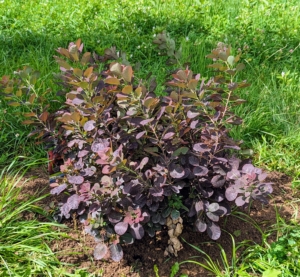 This smoke bush will catch up to the others during the next year. Under optimal conditions, smoke bushes can add about 13 to 24 inches to its height annually.