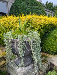Some of the potted plants are paired with contrasting trailing specimens to give them more texture such as this spider agave underplanted with Helichrysum petiolare.
