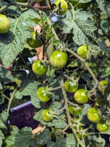 So many tomatoes are developing on the vines, but they’re not ready just yet. Most tomato plant varieties need between 50 and 90 days to mature. Planting can also be staggered to produce early, mid and late season tomato harvests.
