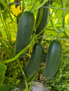 But so many other vegetables are ready to harvest right now. Look at the cucumbers! These are perfect, and what a bounty.