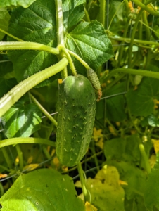 Cucumbers, Cucumis sativus, are great for pickling – I try to find time for pickling every year.