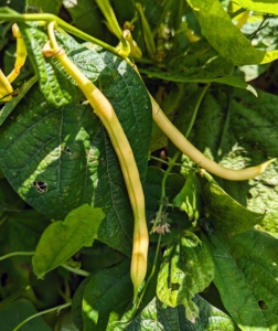 There are also a lot of beans. Beans grow best in full sun and moist soil. Bush beans are second only to tomatoes as the most popular vegetables in home gardens. Bush beans are eaten when the seeds are small. They are also called string beans because of a fibrous string running the length of the pod.