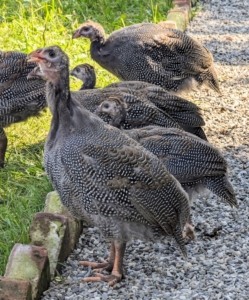 Guinea fowl enjoy being with their own kind and will always maintain their own social groups even when integrated into the coop with the adult chickens and roosters. And do you know what a group of Guinea fowl is called? The collective noun for guinea fowl is “confusion” or “rasp.”