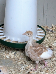 When young, poults should have a free-choice starter feed that is at least 28-percent protein.