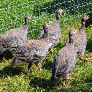 At about five to six weeks, the keets are moved again to their first outdoor enclosure - a "nursery" coop and yard. Here is a group exploring the grassy run. It is very difficult to sex Guinea fowl at this stage. The best way to tell males from females is by their cry. When they’re older, the female Guineas will make a two-syllable call that sounds something like “buckwheat, buckwheat”. Males can only make a one-syllable sound similar to “kickkkkk kickkkkk”. The males also have larger gills or wattles.