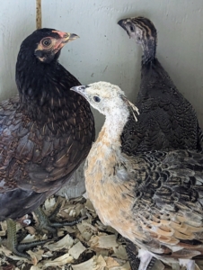 Here, we have one young chicken, one young peafowl, and a keet. Notice the corona atop the peafowl's head. Both male and female peafowl have this fan-shaped crest on their heads. It may take up to one year for a corona to reach full size.