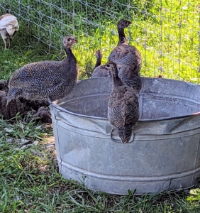With all this energy, these keets are already starting to perch and spread their wings. Here are three perched on the sides of their cooling tub.