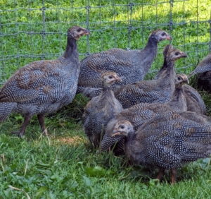 And if well cared for, these Guinea fowl babies can live up to 15-years. Where one goes, they all go. If one gets lost it will call out until the flock comes to find it. And Guinea fowl are noisy. I can often hear them all the way from my Winter House.