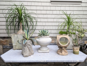 Here on a table outside my Winter House, I placed agaves and small ponytail palms together. The urns are just as interesting as the plants themselves. On the far right is a small kalanchoe.
