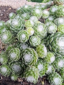 All the hens and chicks are thriving. These drought-tolerant plants need very little water once they’re mature and can go weeks without watering. Once established, water them only when the surrounding soil dries out.