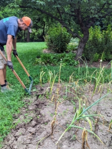 Garlic bulbs are several inches deep, so Brian loosens the soil first with a broadfork. He does this about six inches from each bulb to avoid puncturing it.