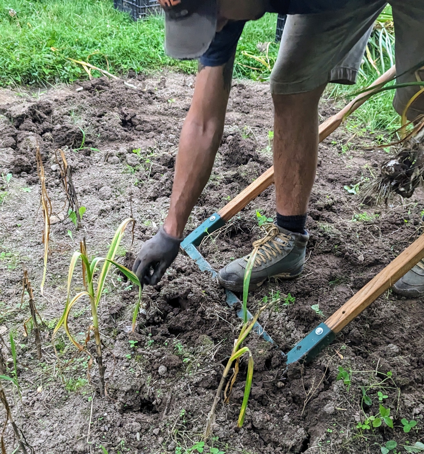 Picking Garlic at the Farm The Martha Stewart Blog